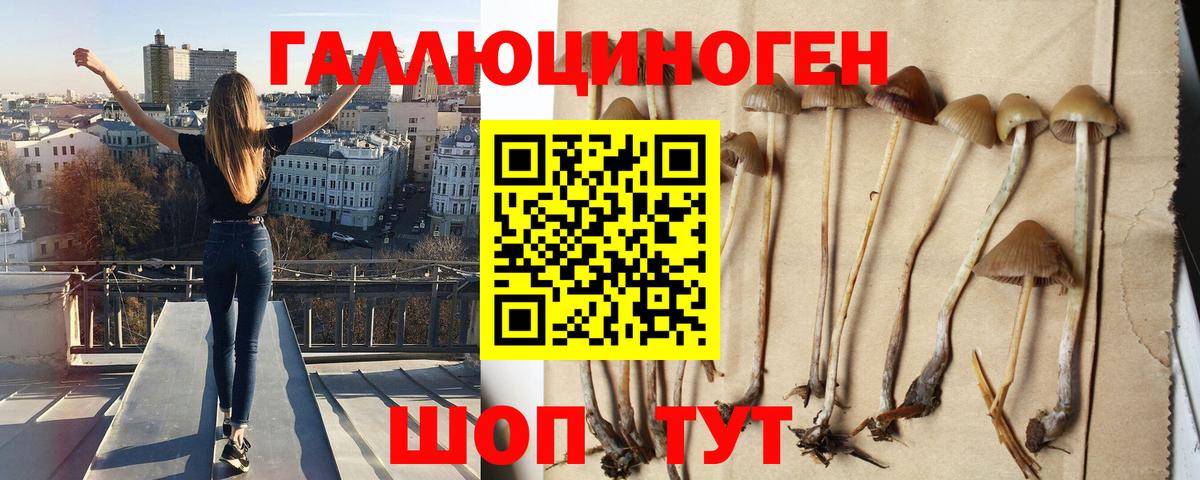 Псилоцибиновые грибы MAGIC MUSHROOMS Северобайкальск